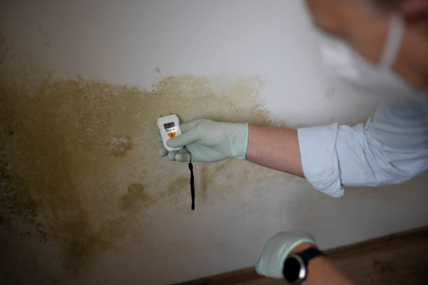 Best Residential Mold Removal  in Poinciana, FL