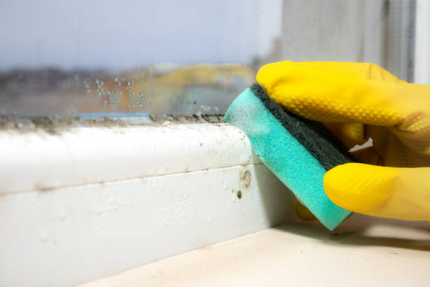 Best Mold Removal Company Near Me  in Poinciana, FL