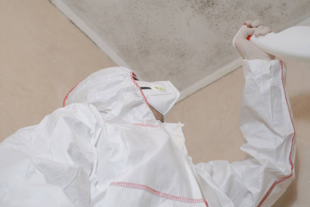 Best Certified Mold Removal  in Poinciana, FL