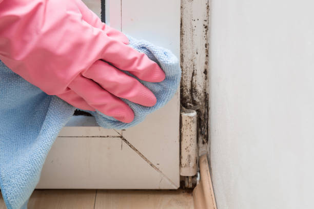 Mold Removal and Inspection in Poinciana, FL