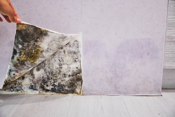 Best Certified Mold Removal  in Poinciana, FL